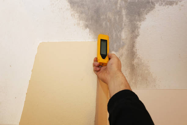 Professional Mold Removal in Big Lake, AK