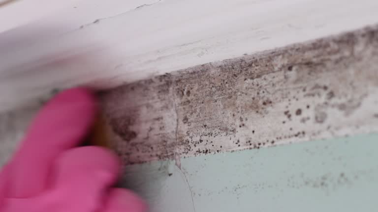 Dehumidification Services in Big Lake, AK